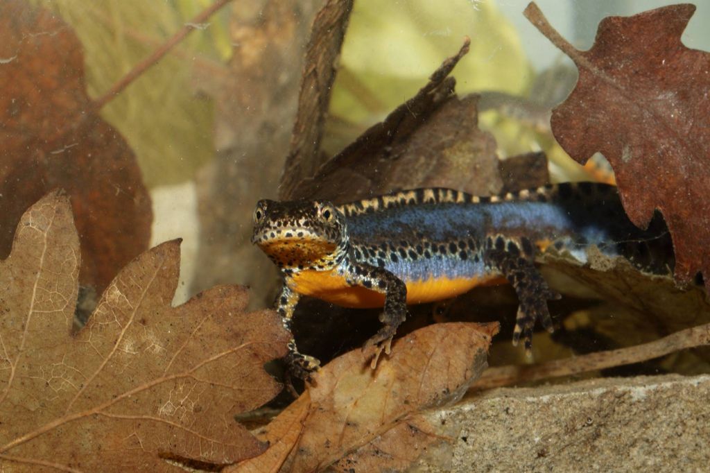 Tritone alpestre,crestato e punteggiato in primo piano